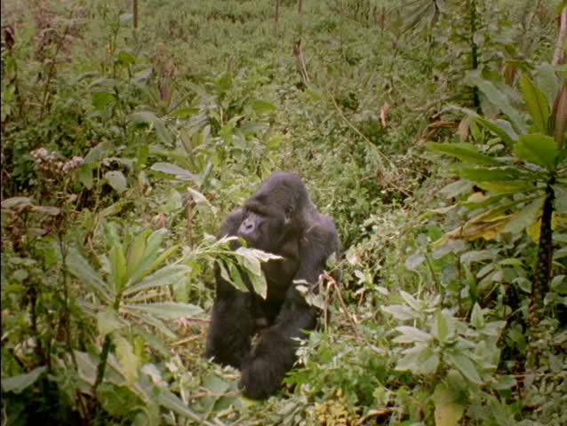 A gorilla strolls through the  jungle in Rwanda, Africa.