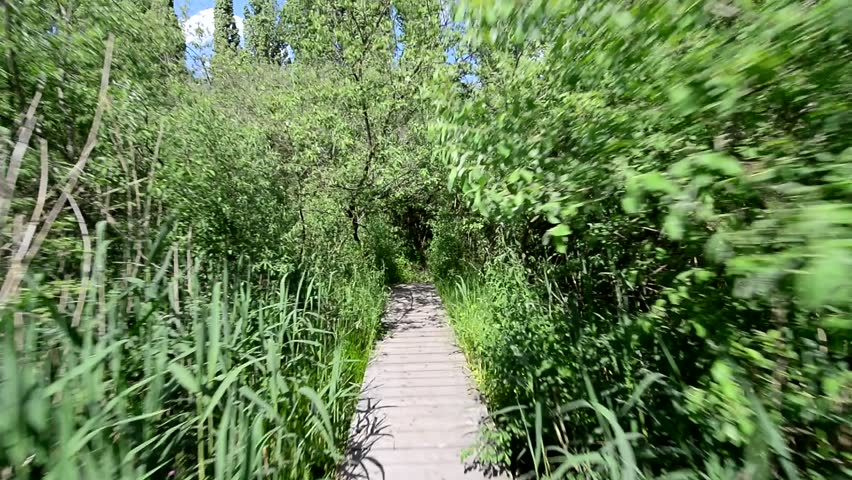 Walking on wooden bridge to the bush.