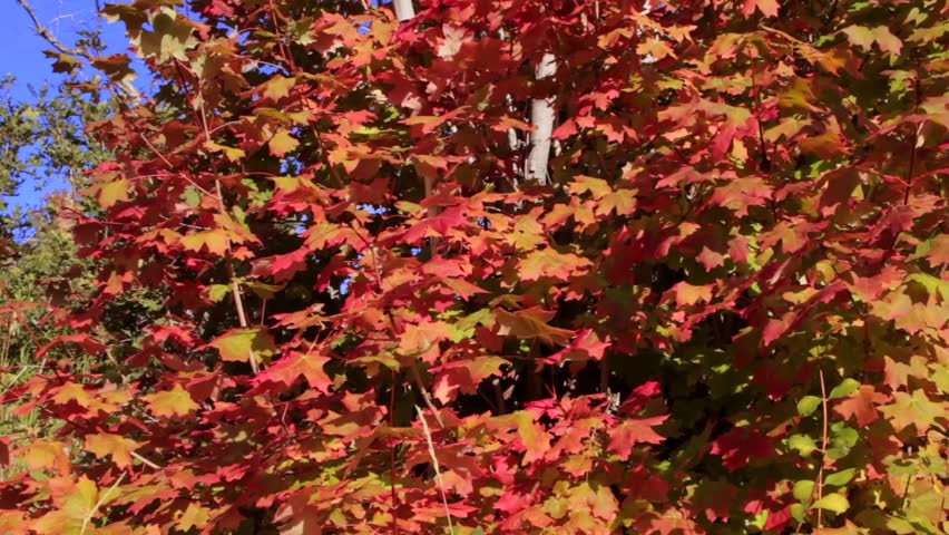 Vibrant red maple leaves during the autumn season (Dolly Shot)