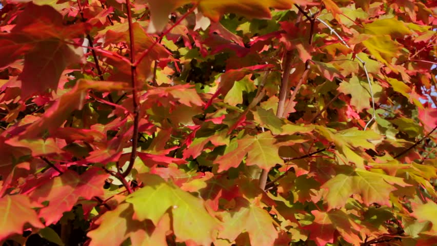Vibrant red maple leaves during the autumn season (Dolly Shot)