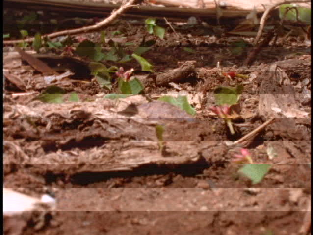 Close-up of leafcutter ants at work on the forest floor in the Brazilian Amazon rainforest.