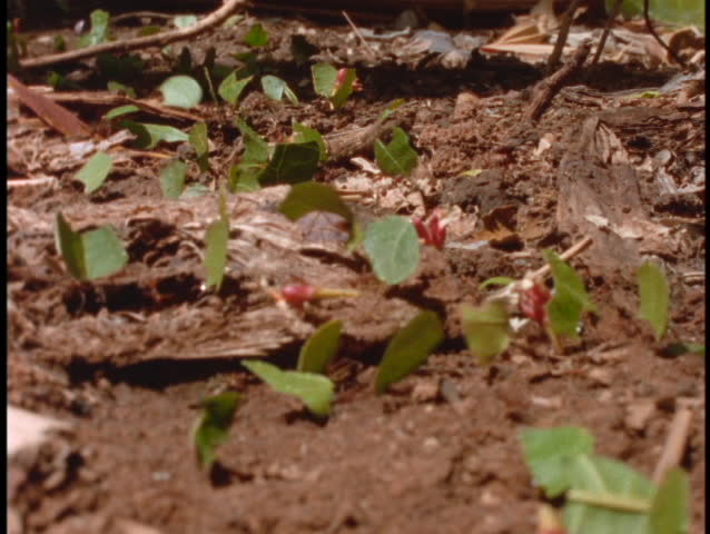 Panning-shot  of leafcutter ants at work on the forest floor in the Brazilian Amazon rainforest.
