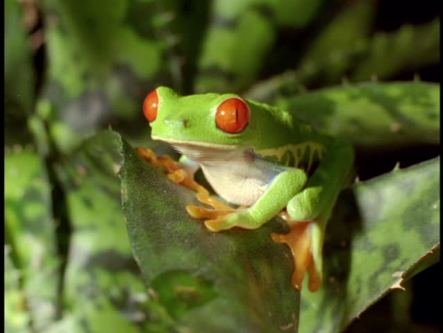 Extreme close-up of a bright green red-eyed tree frog.