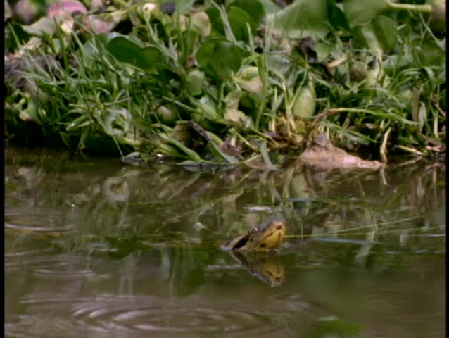 Close Up Of An Anaconda Snake Stock Footage Video 100 Royalty Free Shutterstock