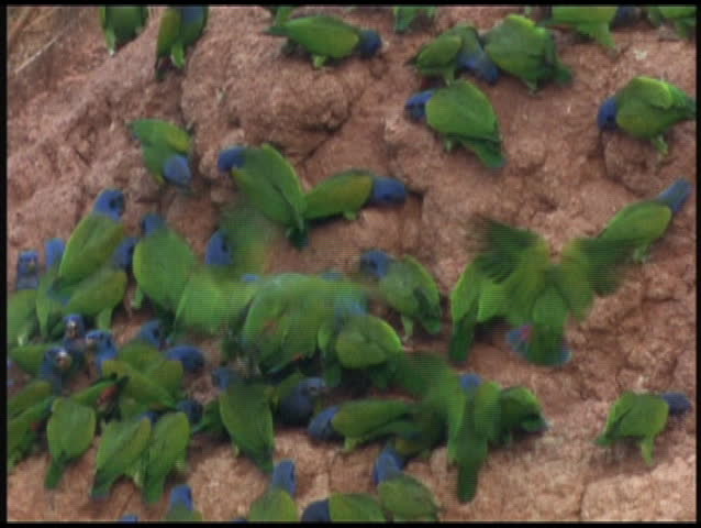 Medium-shot of wild parrots swarming around a nesting area in the Amazon rainforest.