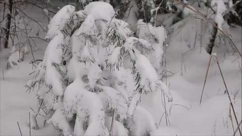 snow covered evergreen tree limb