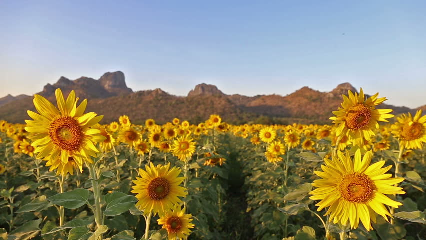 flowering sunflowers on a hill background and sunset time