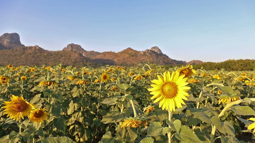 flowering sunflowers on a hill background and sunset time
