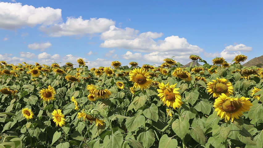 sunflower blowing in the breeze at field on bright day