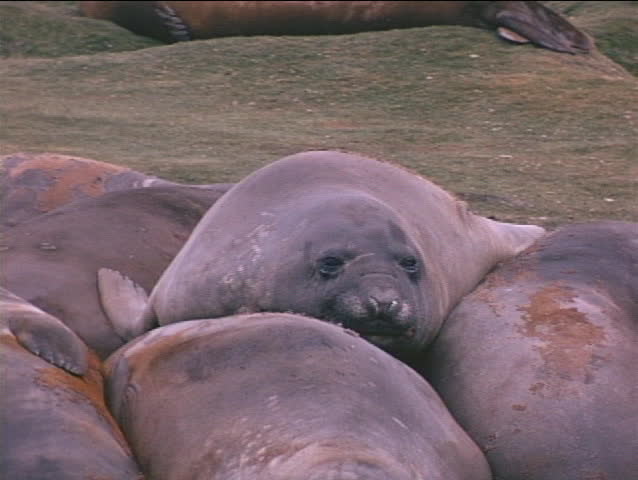 An elephant seal scratches an itch on the Falkland Islands.