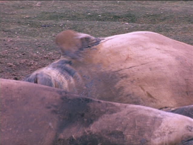 An elephant seal scratches an itch on the Falkland Islands.