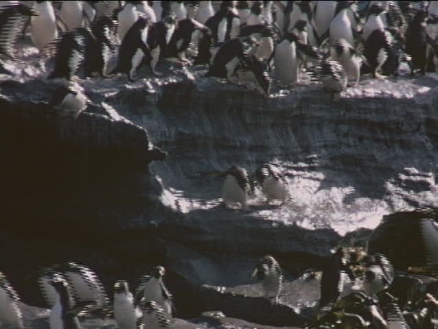 Rockhopper Penguins Jump Dive Off Rocks Stock Footage Video (100% ...