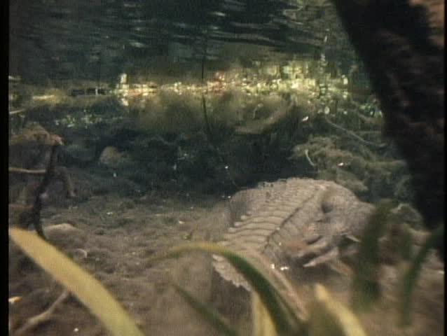 An alligator swims in clear water.