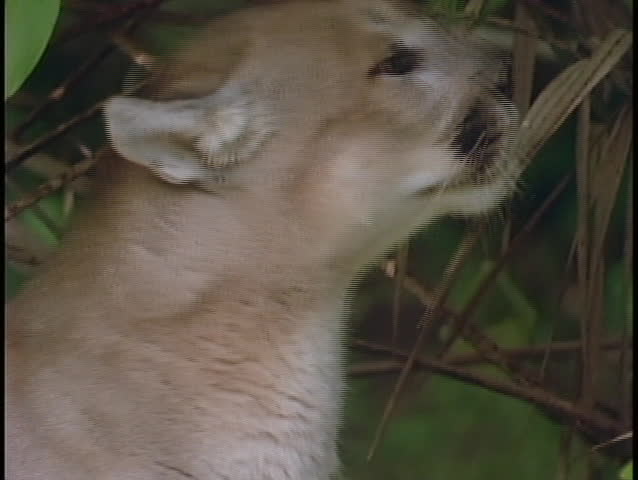 A raccoon wades through a shallow stream.