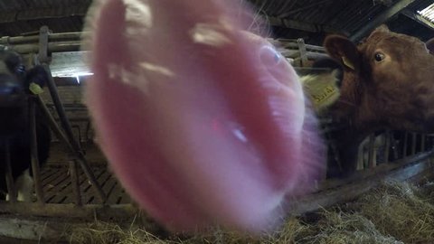 Silly crazy young cattle cow trying to lick the camera inside barn stables mixed herd very friendly animal showing tongue to camera Holstein Cow breed moving active licking camera 4k high resolution