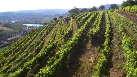 Aerial views of vineyards in Douro, Portugal