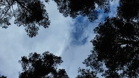 Clouds moving  in an environment of high trees. View from the bottom up.