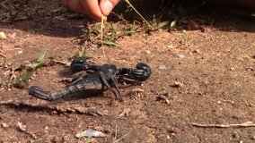 Big black colored scorpion is very calm and not dangerous if handled gently, Thailand
