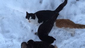 Four cats under feet at the person in the winter on the street. Top view.