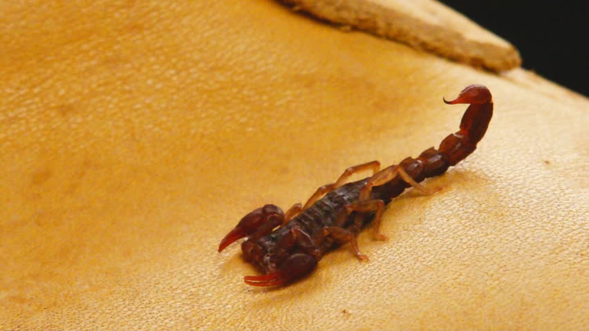 Scorpion (Vejovis carolinianus), Known as the Southern Devil Scorpion, found in