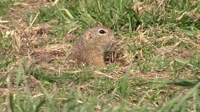 European ground squirrel, very cute small rodent near its burrow, nice animal to watch, Czech Republic