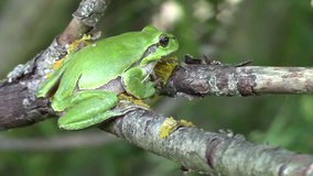 European green tree frog sits on the branch, beautiful frog species from Czech Republic