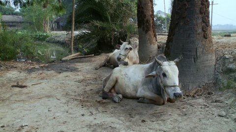 Baruipur, India - CIRCA 2013 - Two brahma bulls sitting on dirt path a little boy walks into frame