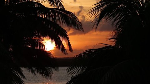 Sunset through palm tree leaf silhouette
