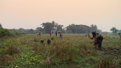 Baruipur, India - CIRCA 2013 - Women working in field and digging in India