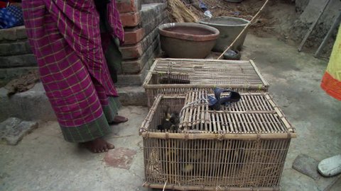 Baruipur, India - CIRCA 2013 - Women with ducklings in baskets in India
