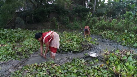 Baruipur, India - CIRCA 2013 - Women cultivating ground and digging and irrigating