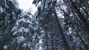 Steadicam Video of Young Woman Walking with Snowshoes in Forest during Winter