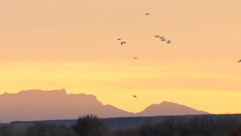 Slow motion of geese flying across an orange sunset with glowing desert mountains - P1080619 - SlowMotion - Split A