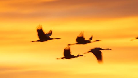 Sandhill cranes up close fly against a pink sky pass a silhouetted tree - P1080636