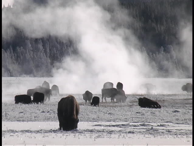 Buffalo graze in the snow at Yellowstone National Park.