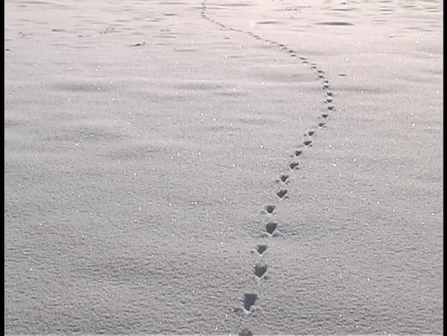 Animal tracks form a line in the snow.