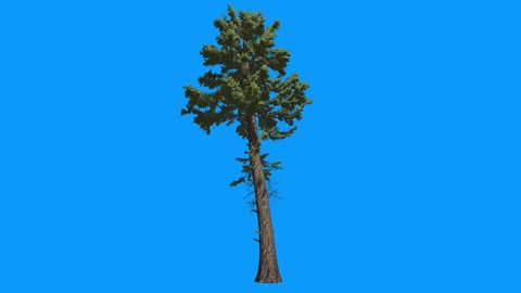 Douglas Fir, Branches on a Top of Tree , Tree on Chroma Key, Alfa, Blue Background, Pseudotsuga menziesii, Tall Tree is Swaying at the Wind, Coniferous Evergreen Tree, spirally arranged needle-like
