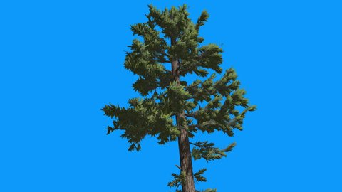 Douglas Fir, Branches on a Top of Tree , Close Up, Tree on Chroma Key, Alfa, Blue Background, Pseudotsuga menziesii, Tall Tree is Swaying at the Wind, Coniferous Evergreen Tree, spirally arranged