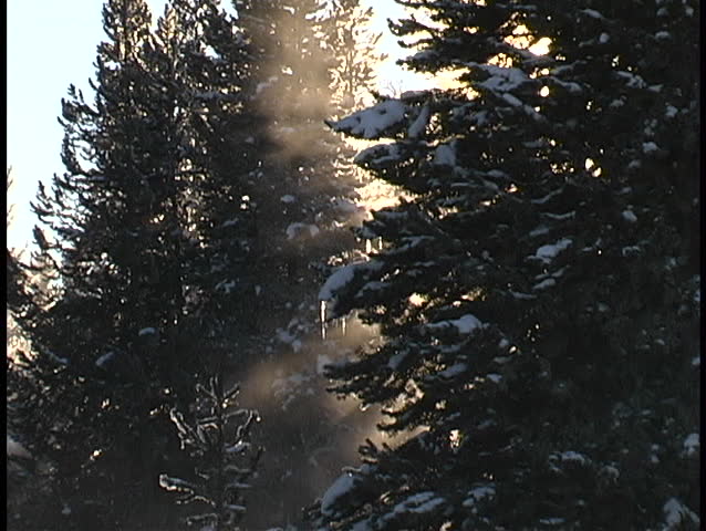 Sunshine shines above a forest.