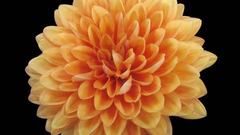 Time-lapse of dying orange dahlia (georgine) flower 10b1 in PNG+ format with ALPHA transparency channel isolated on black background
