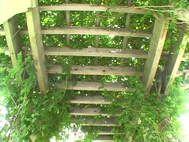 A garden