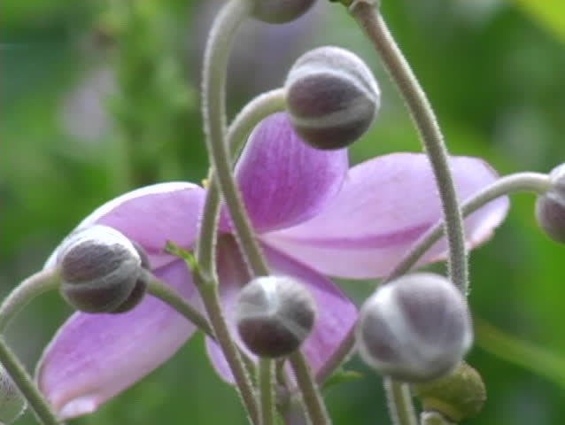 Closeup of a purple flower