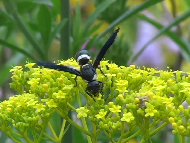 Closeup of a hornet