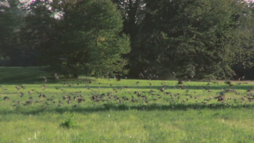 Flock of birds flying over a field