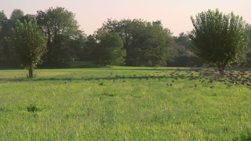 Flock of birds flying over a field