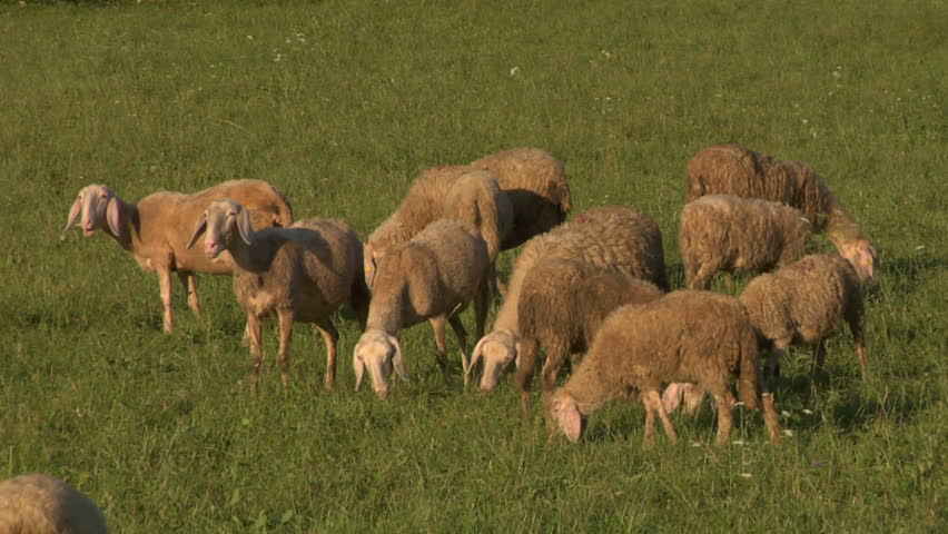 Flock of Sheep grazing in a field
