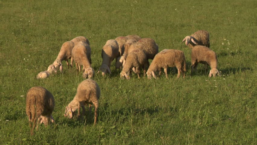 Flock of Sheep grazing in a field
