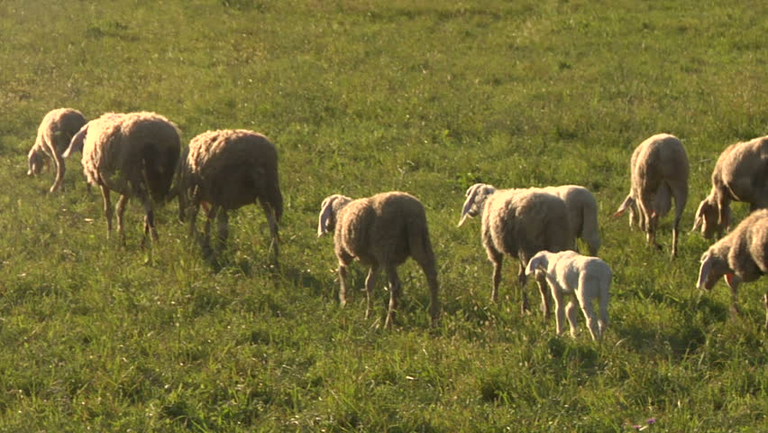 Flock of sheep on a field at sunset