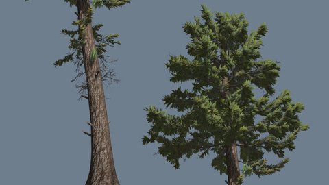 Douglas Fir, Two Trees, Tall Tree, Branches on a Top, Tree Cut Off a Chroma Key, Alfa Channel, Alpha Channel, Pseudotsuga menziesii, Swaying at the Wind, Coniferous Evergreen Tree, needle-like