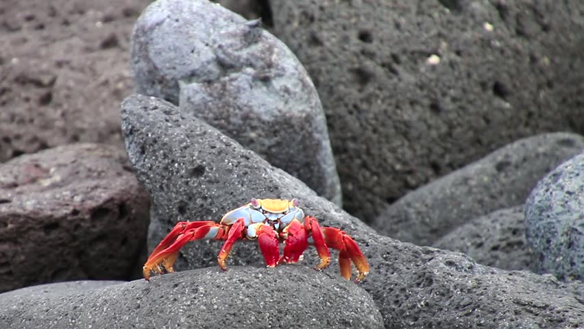 Sally lightfoot crab (Grapsus grapsus) on North Seymour island, Galapagos National Park, Ecuador | Shutterstock HD Video #14215730